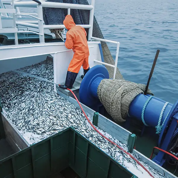 commercial fishing crew open trawl net with caught fish on board