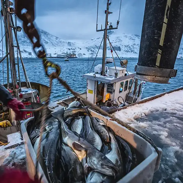 fishing boats skrei cod in Arctic Sea