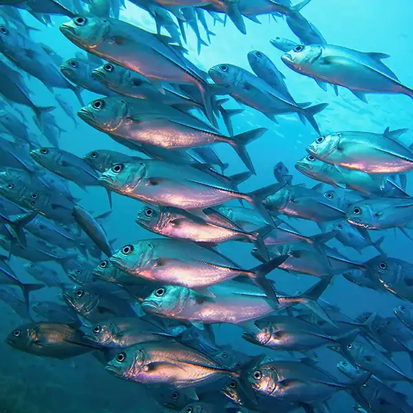 large shoal of mackerel